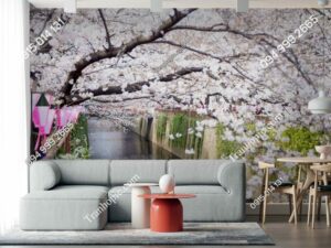 Tranh dán tường hoa anh đào trắng Nhật Bản -DAOMAI52