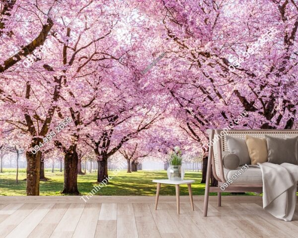 Tranh dán tường hàng cây hoa anh đào Sakura 2554115995