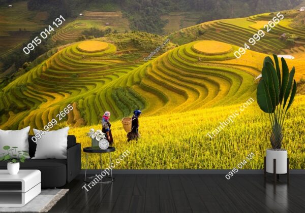 Tranh ruộng lúa bậc thang chín vàng mùa thu hoạch dán tường 578243229