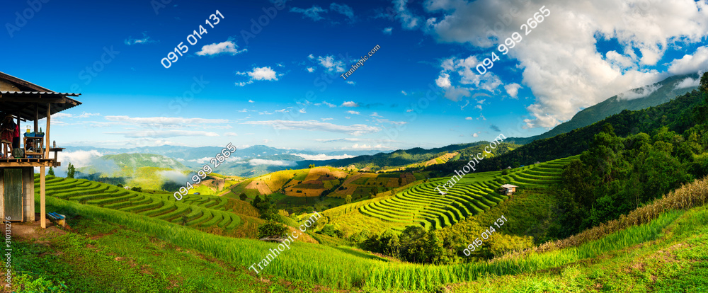 Tranh ruộng bậc thang xanh mướt Mù Cang Chải AB310131276